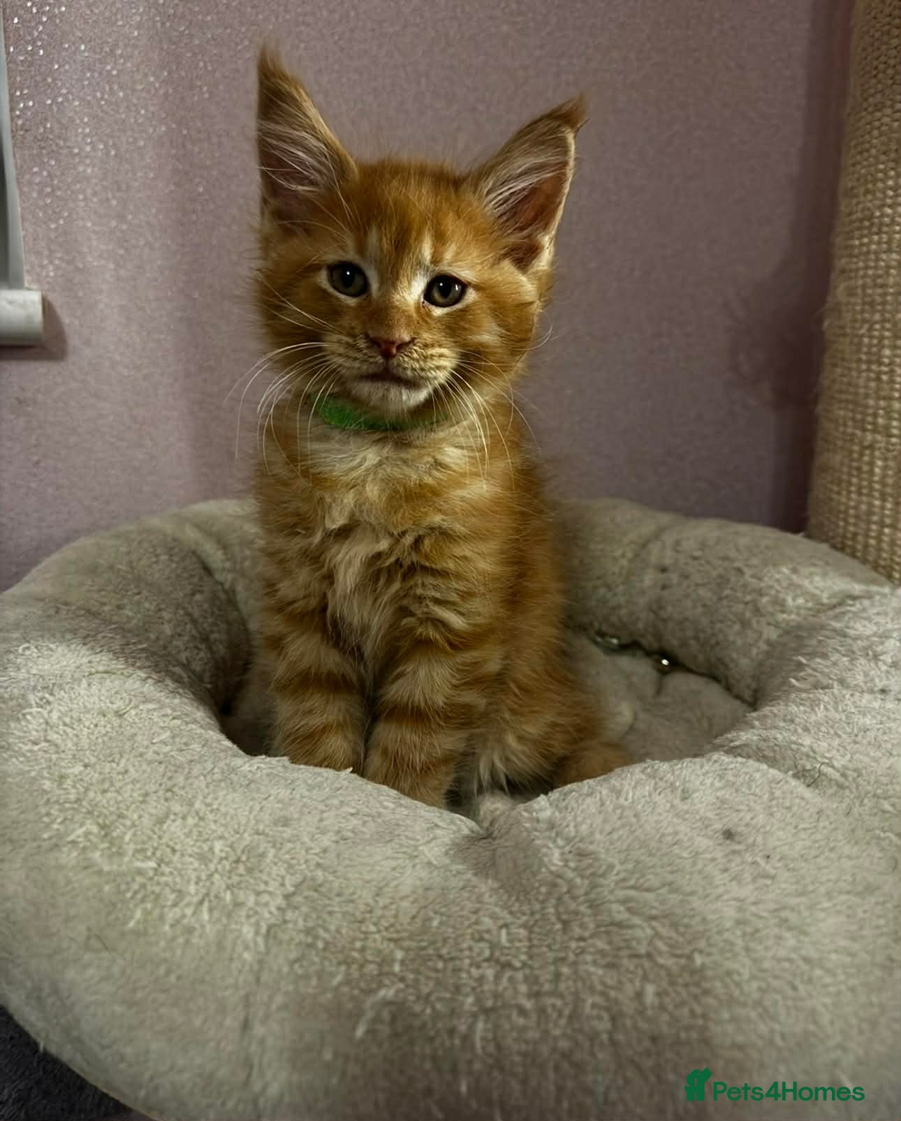 Maine Coon cats 🐱RED BOY MAINE COON READY FOR NEW HOME🐱 - Advert 3