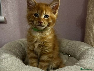 Maine Coon cats 🐱 READY FOR NEW HOME FULL MAINE COON KITTENS 🐱 - Advert 16