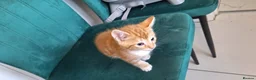 British Shorthair cats for sale: 4 Beautiful kittens for sale. in Redditch - Advert 7