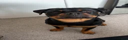 Rottweiler dogs for sale: Ronnie  - Advert 9