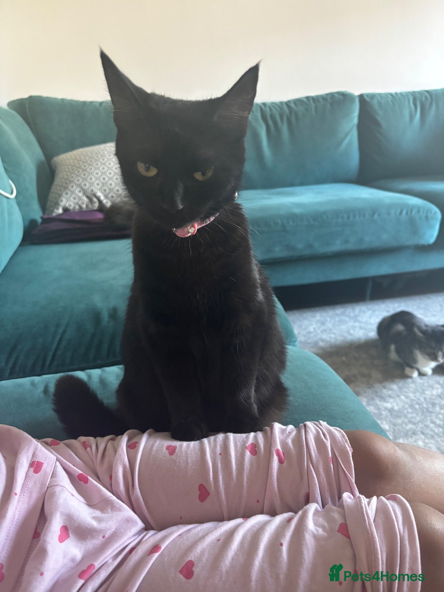 Mixed Breed cats One female tuxedo left - Advert 1
