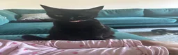 Mixed Breed cats for sale: One female tuxedo left in Rushden - Advert 1