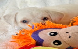 Labrador Retriever dogs for sale: KC Reg Fully Health Tested Labrador Pups - Image 13