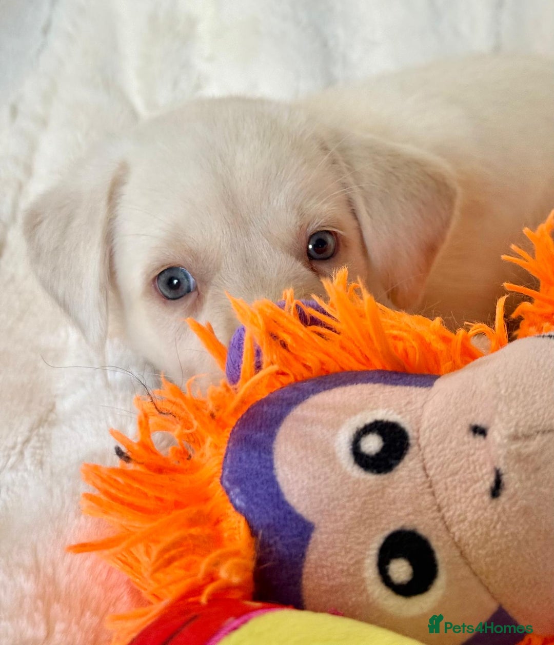 Labrador Retriever dogs for sale: KC Reg Fully Health Tested Labrador Pups - Image 13