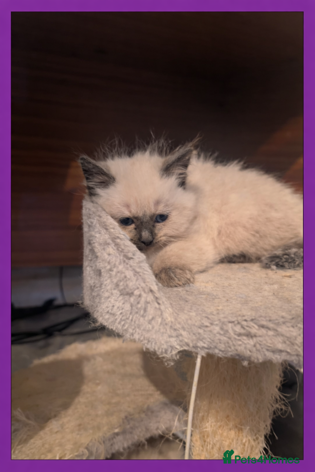 Ragdoll cats for sale: Beautiful ragdolls for sale  - Advert 5