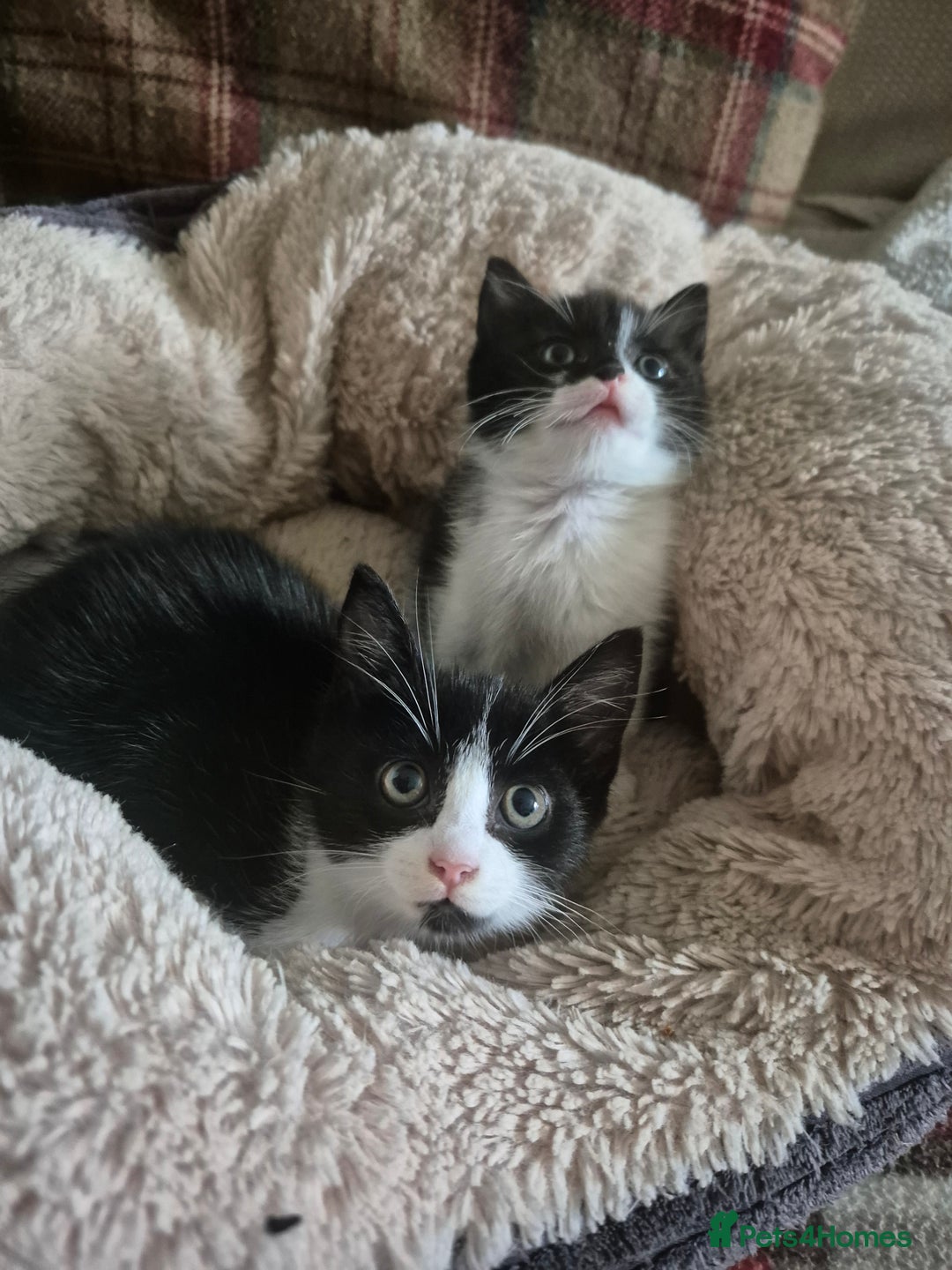 Mixed Breed cats for sale: Beautiful Kittens - Ready to leave - Image 9