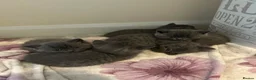 British Shorthair cats for sale: BSH kittens  - Advert 8