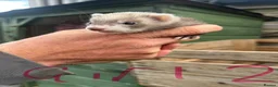 Ferret rodents for sale: Baby ferrets for sale  - Advert 2