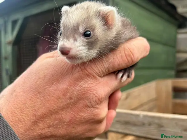 Ferret rodents for sale: Baby ferrets for sale. GIRL 3 LEFT - Advert 2