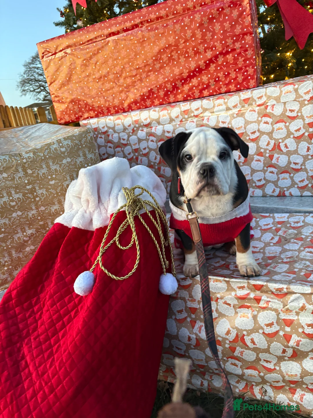 English Bulldog dogs for sale: Gorgeous English bulldog puppy NEBBR REGISTERD - Advert 2