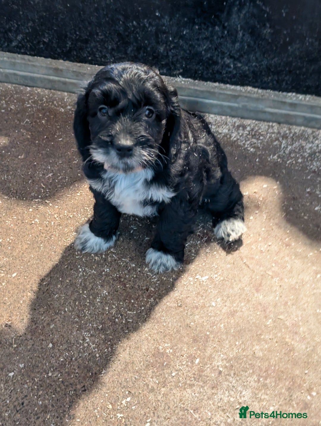 Cockapoo dogs for sale: Gorgeous Cockapoo Puppies For Sale  - Advert 6