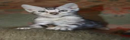 Bengal cats for sale: Beautiful TICA Registered Male Bengal Kittens - Advert 22