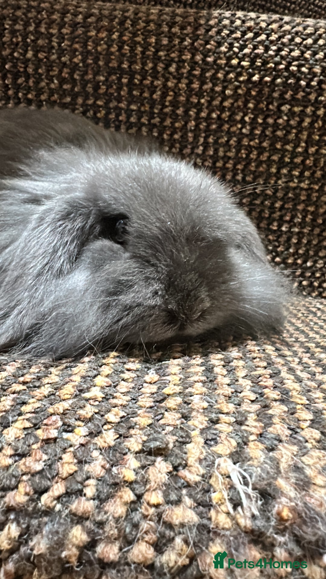 Mini Lop rabbits for sale: Grey female mini lop baby rabbit  - Advert 6