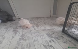 Poochon dogs for sale: Beautiful Poochon Puppies - Image 7