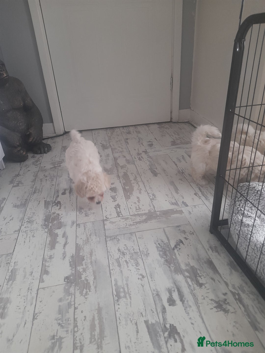 Poochon dogs for sale: Beautiful Poochon Puppies - Image 7