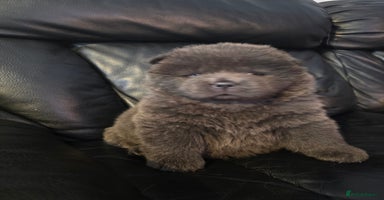 Chow Chow dogs - Advert 1