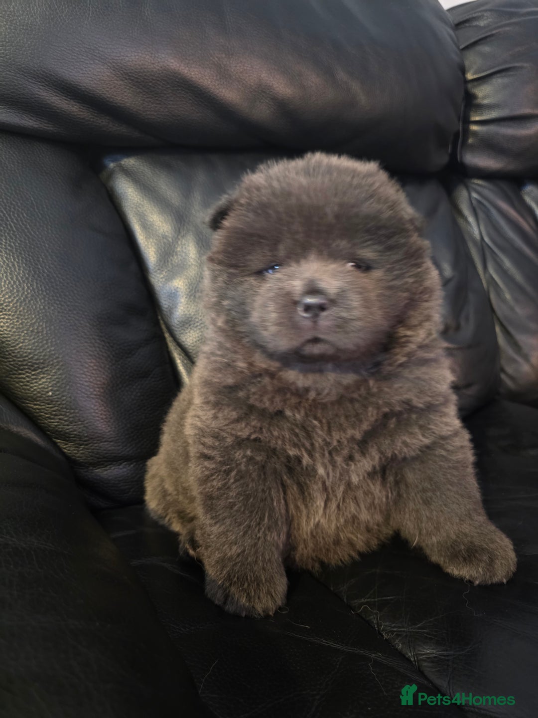 Chow Chow dogs for sale: 💫Stunning Chows Available 🥰❤️ - Image 7