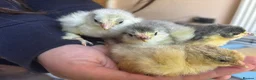 Chickens poultry for sale: Chicks & Hatching Eggs Pure breed - Advert 4