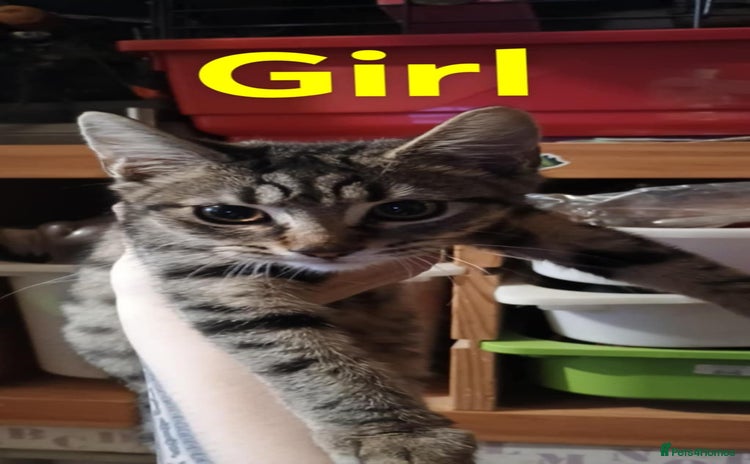 Bengal cats - Advert 1
