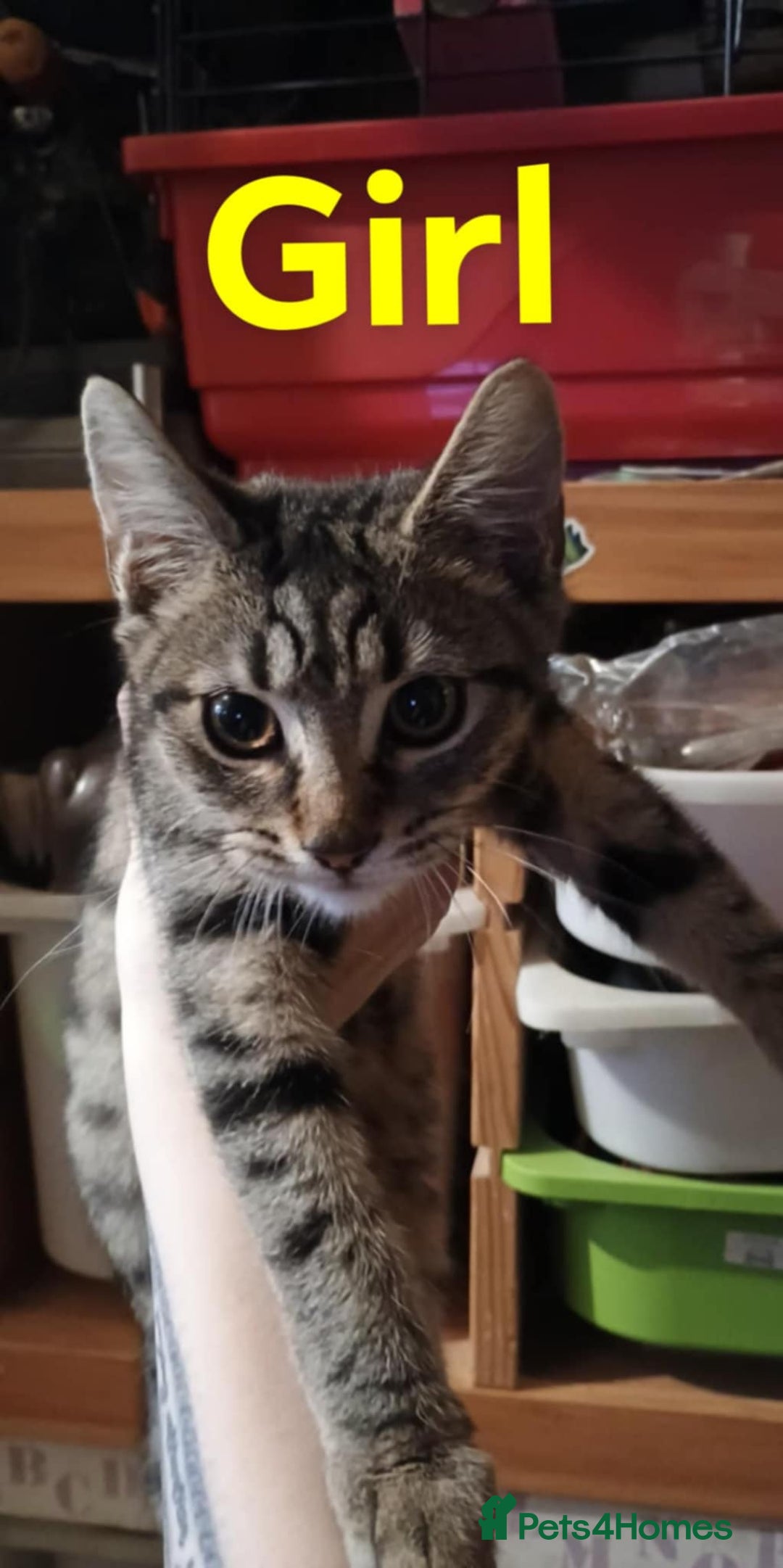 Bengal cats for sale: Bengal cross kittens ready now  - Image 1