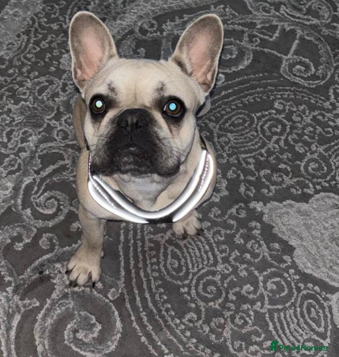 French Bulldog dogs for sale: French bulldog  - Advert 3