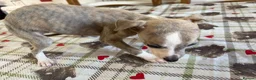 Whippet dogs for sale: Whippet puppies in Chesterfield - Advert 5