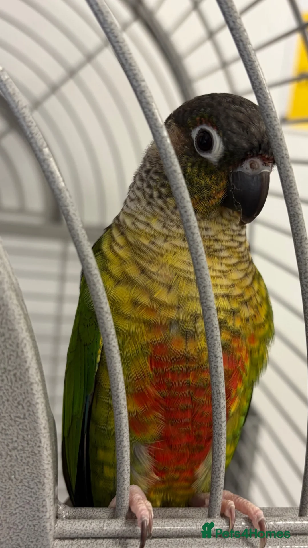 Parrots birds for sale:  Green-cheeked Conure parrot (Pyrrhura molinae)  in Cwmbran - Advert 1