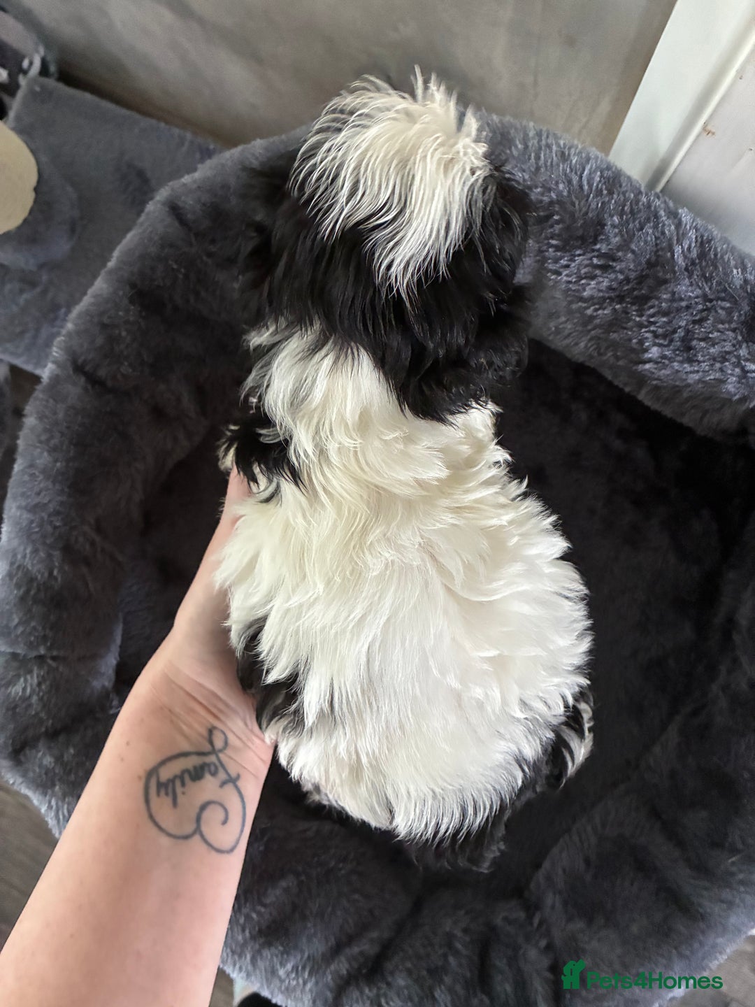 Shih Tzu dogs for sale: Shihtzu pups - Image 7