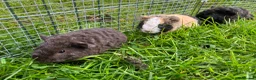 Guinea Pig rodents for sale: Pure bred Teddy boys/boars/males - Advert 1