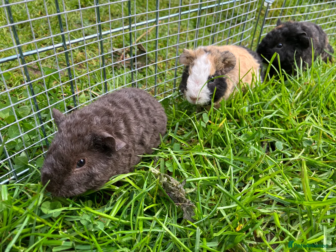Guinea Pig rodents for sale: Pure bred Teddy boys/boars/males - Advert 1