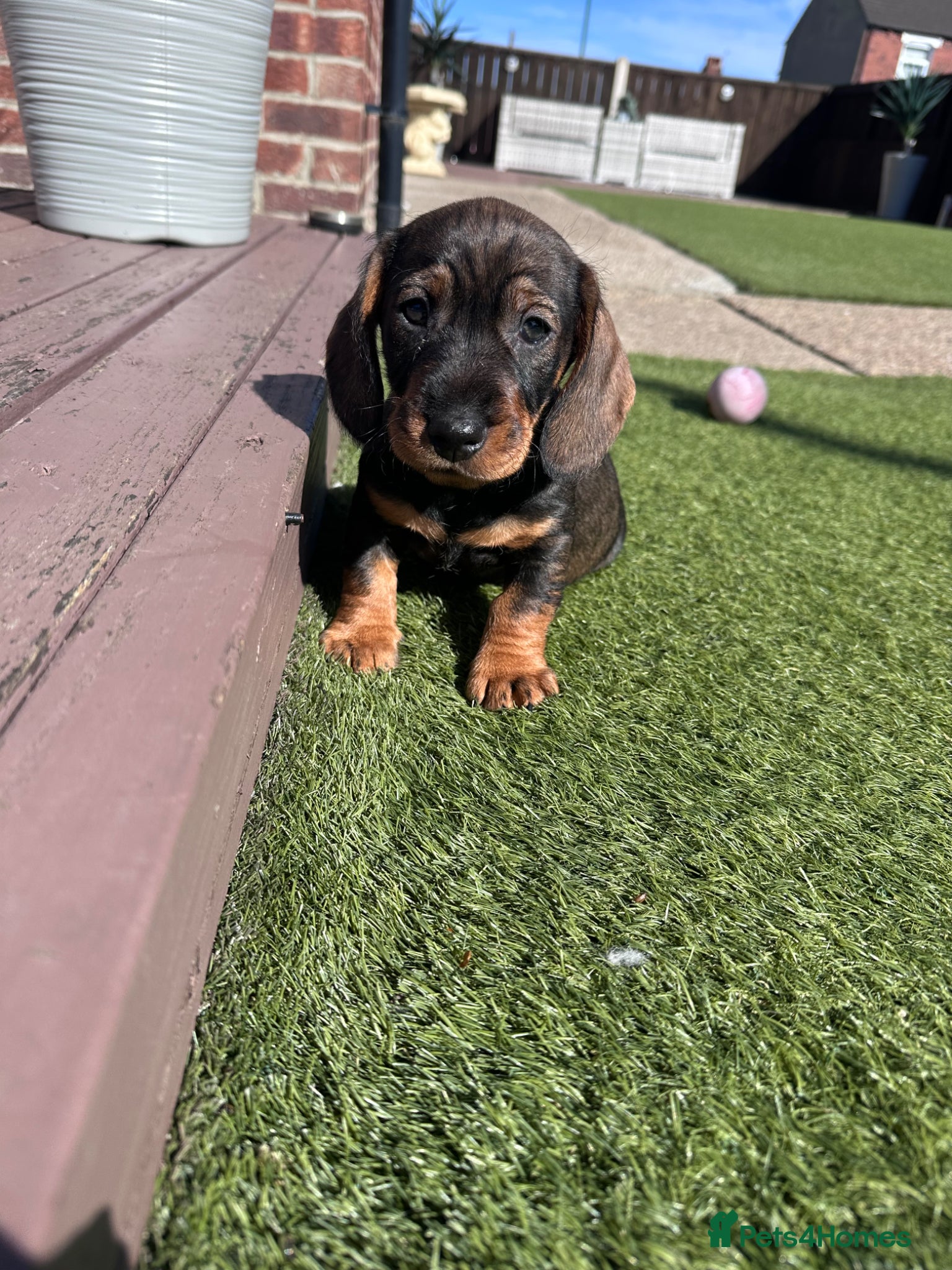 Dachshund dogs 3 gorgeous dachshund puppies  - Advert 6