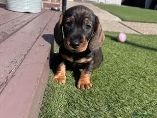 Dachshund dogs 3 gorgeous dachshund puppies - Advert 10