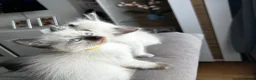 Ragdoll cats for sale: 😽 4 Beautiful Ragdoll Kittens 😽 - Advert 4