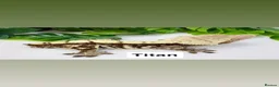 Gecko reptiles for sale: Updated Mixed crested geckos  - Advert 7