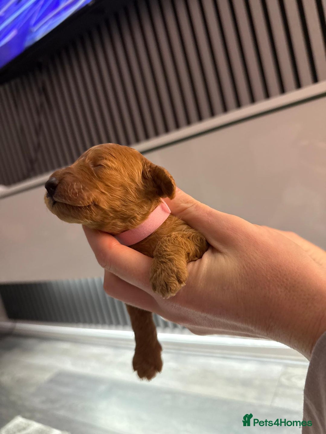 Cavapoo dogs for sale: F1b Cavapoo ALL PUPS NOW RESERVED  - Advert 29