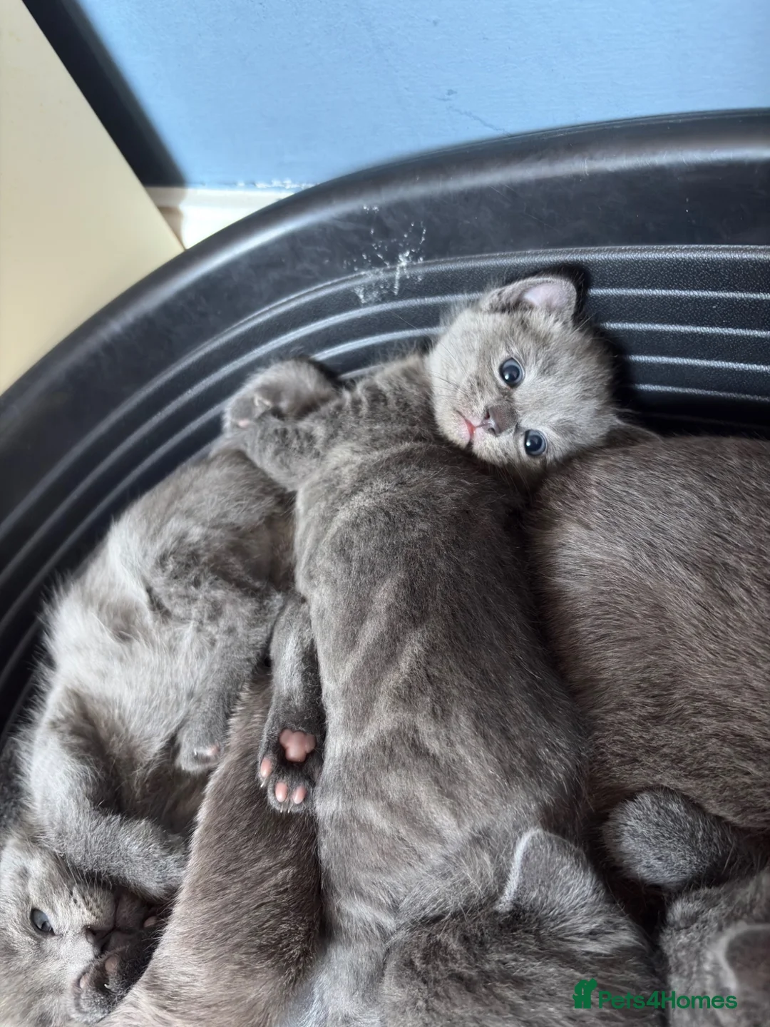 Russian Blue cats for sale: 5 cute Russian blue kittens - Advert 10