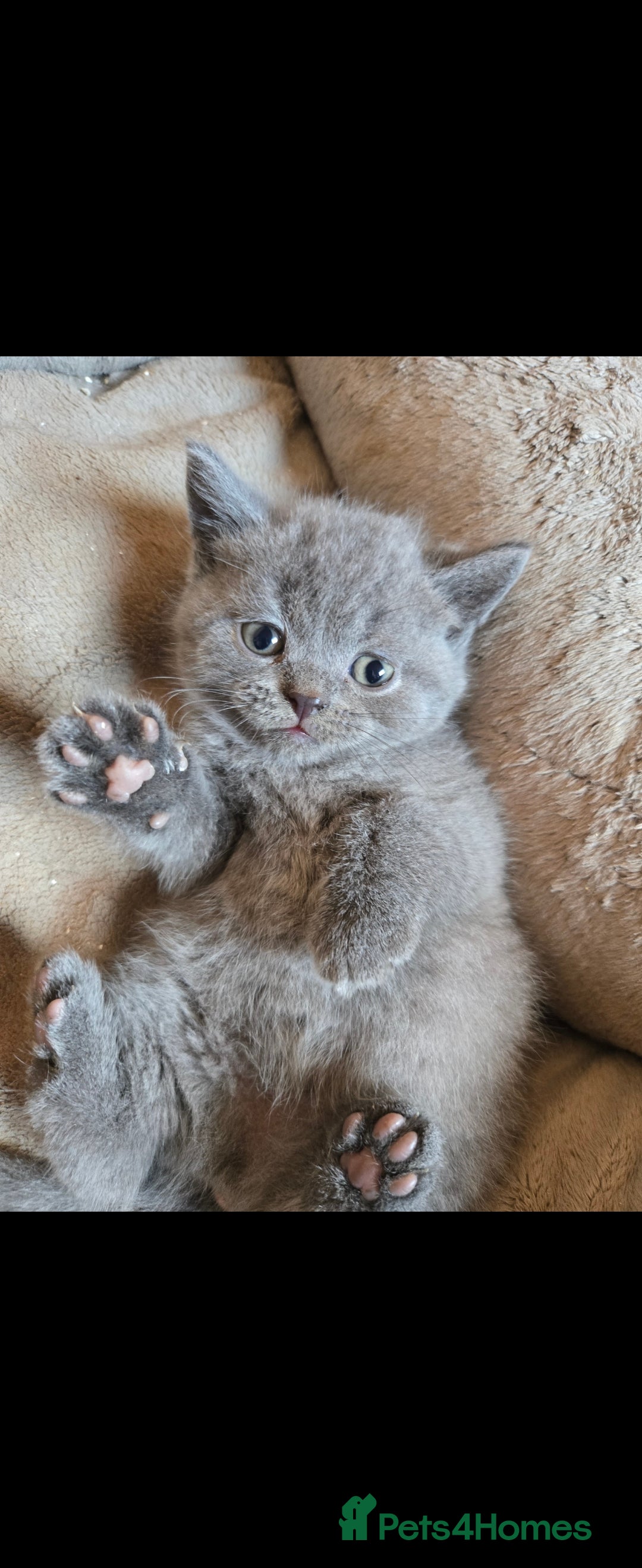 British Shorthair cats for sale: ✨️stunning brittish Shorthair kittens✨️ - Advert 2