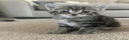 Mixed Breed cats for sale: Beautiful Female Kittens – Ready to Leave 19/06 in Holt - Advert 21