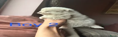 Boy 2