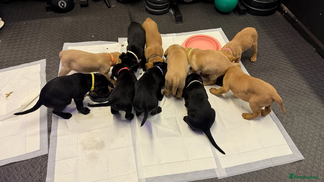 Labrador Retriever dogs for sale: Beautiful Chunky Labrador Puppies  in Alfreton - Advert 5