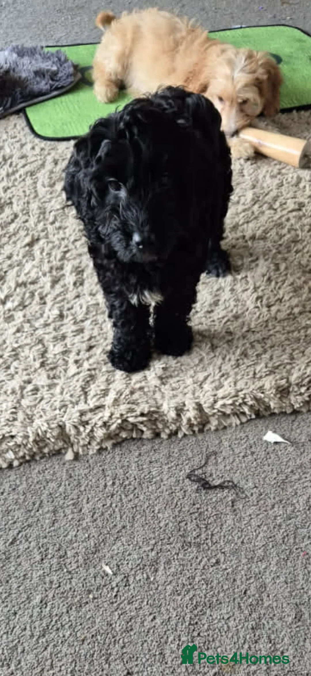 Cockapoo dogs for sale: Adorable cockapoo - Advert 2