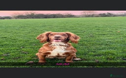 Cockapoo dogs for sale: ABSOLUTELY GORGEOUS F1 COCKAPOO PUPS!! - Image 11
