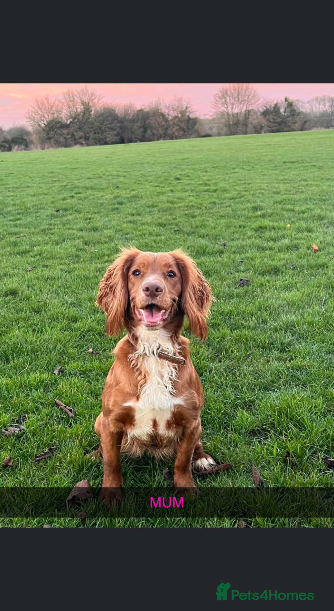 Cockapoo dogs for sale: ABSOLUTELY GORGEOUS F1 COCKAPOO PUPS!! - Image 11
