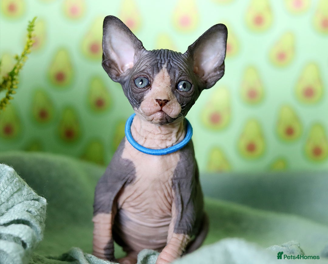 Sphynx cats for sale: Bloodline Sphynx Kittens  - Image 37