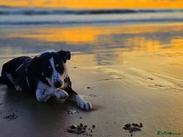 Mixed Breed dogs for adoption: 🐾 Tommy 💙 Ready to find friends - Advert 11