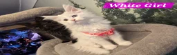 Maine Coon cats for sale: Beautiful Maine coons  in Gateshead - Advert 11