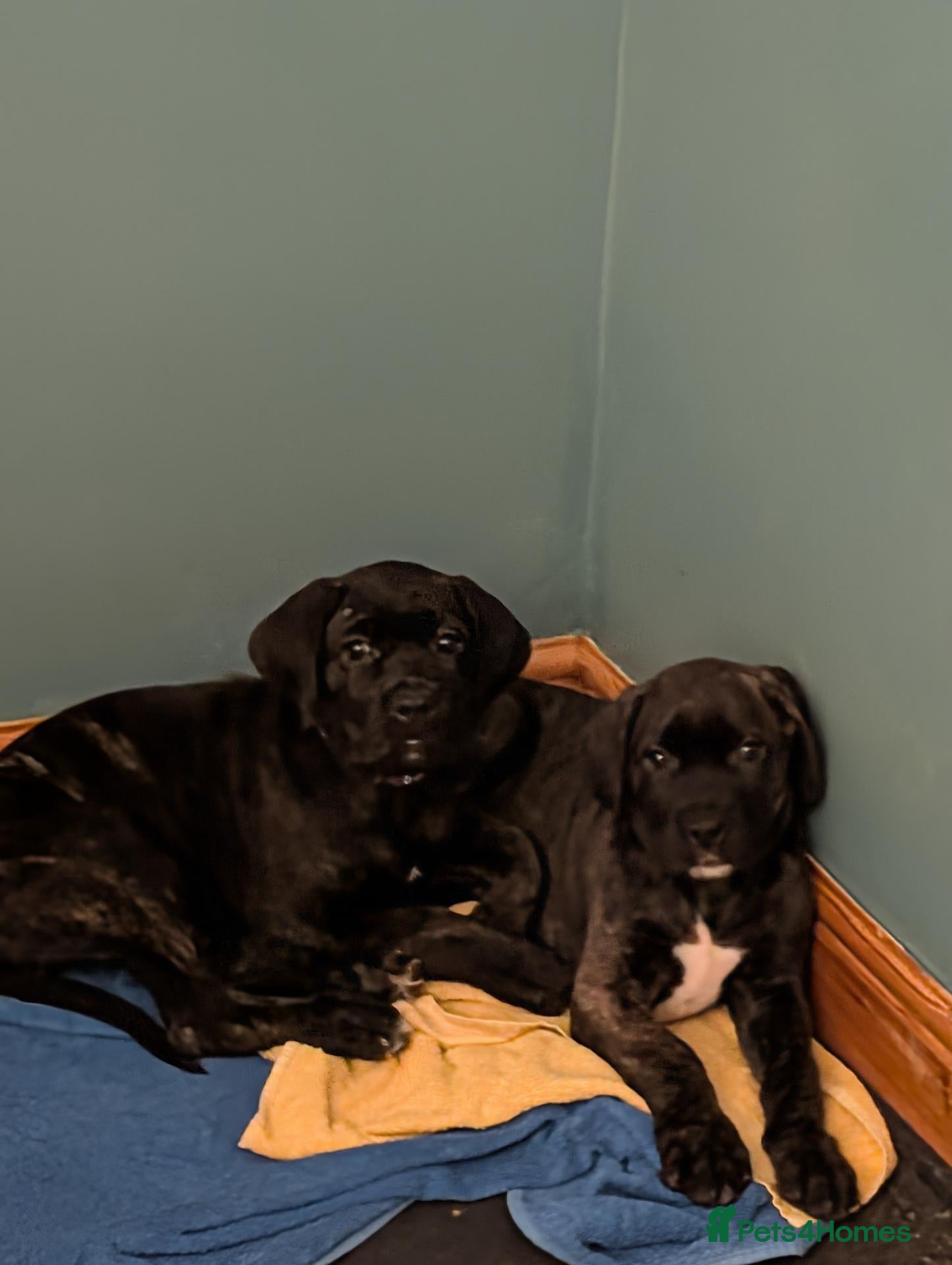 Cane Corso dogs for sale: Beautiful Purebred Cane corso puppies - Advert 15