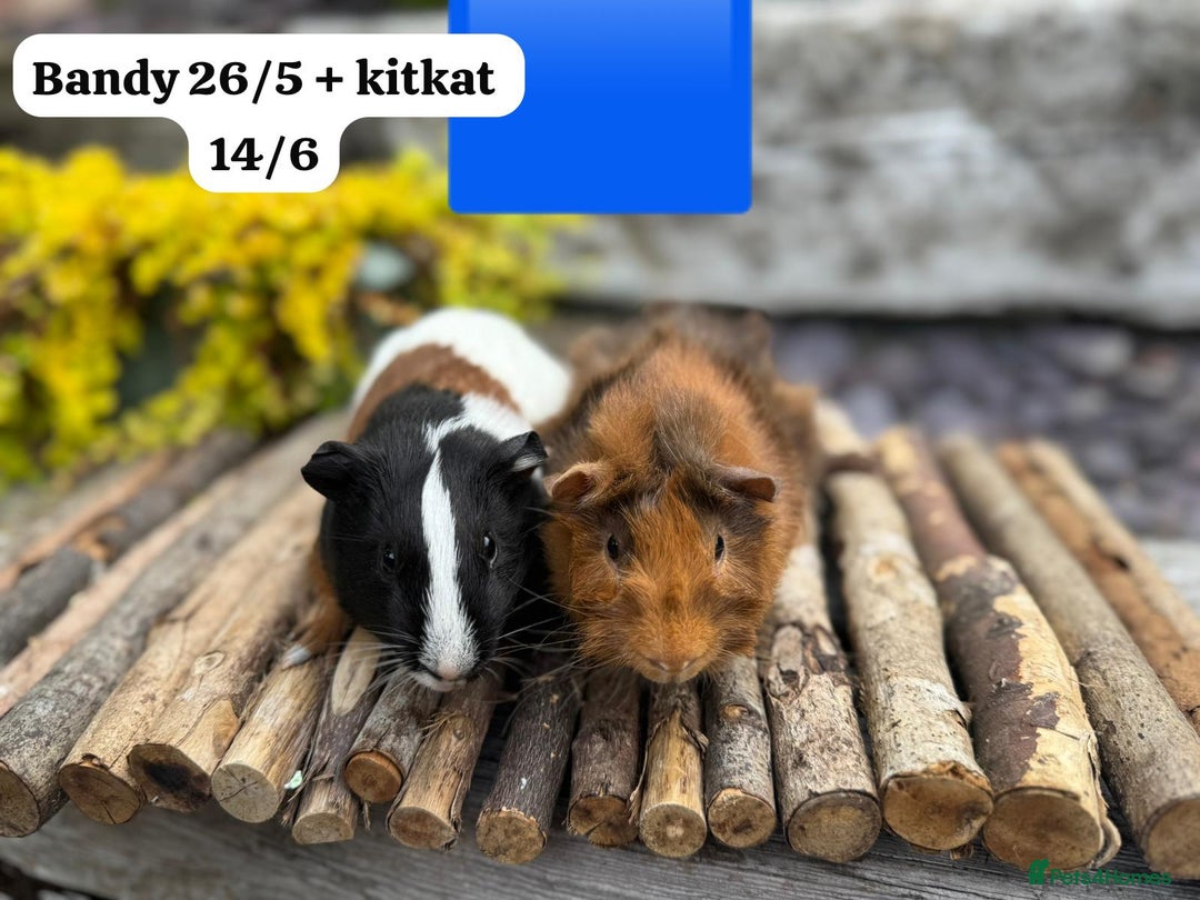 Guinea Pig rodents for sale: Baby guinea pigs ready now. Sheffield - Image 3