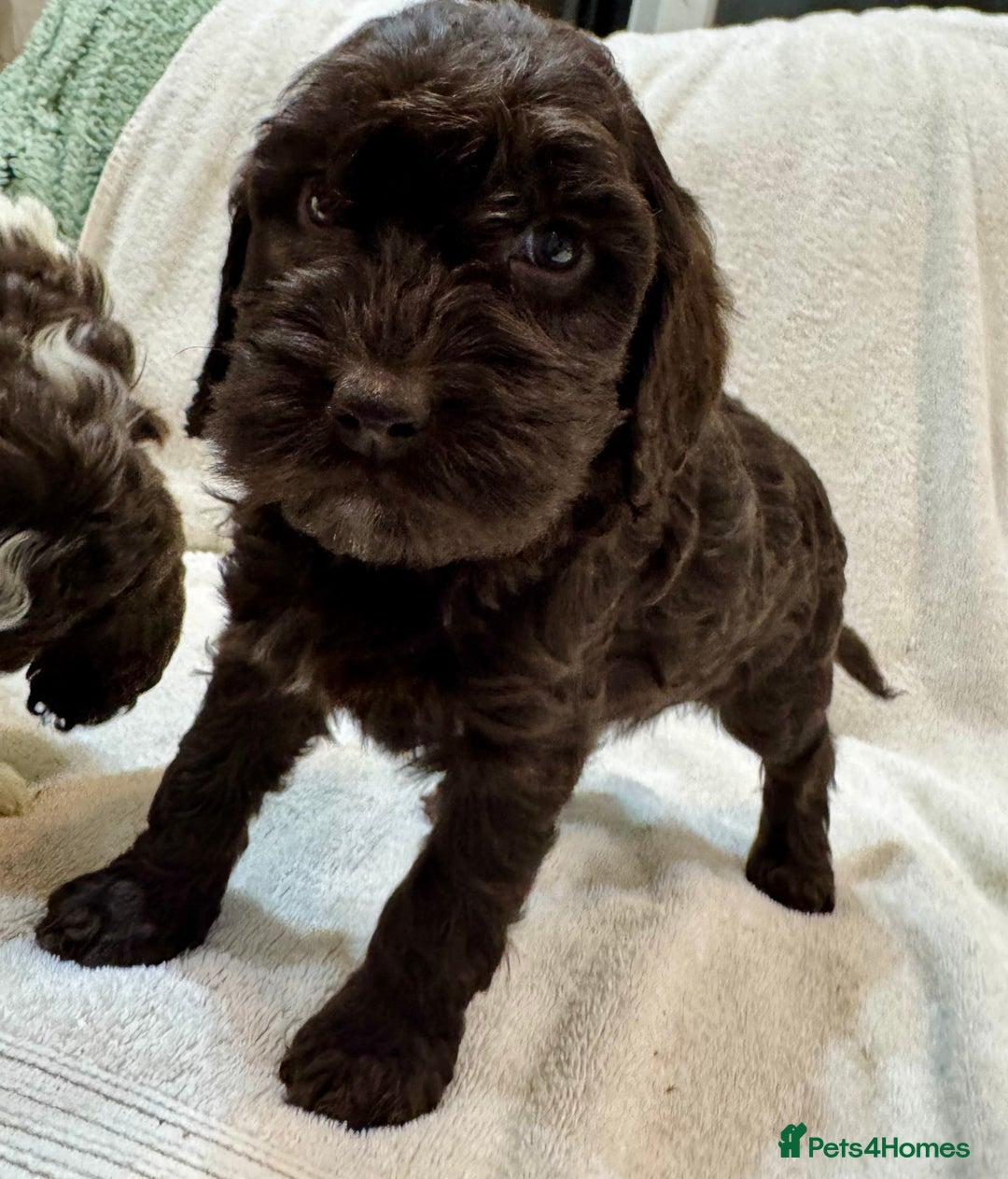 Cockapoo dogs for sale: F1 Standard Rare Parti, Solid and Merle Cockapoos - Advert 5