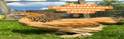 Chickens poultry for sale: Pure breed large fowl hens  - Advert 8